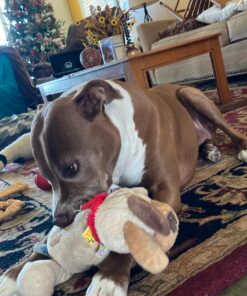 Mary Meyer Taggies Buddy Dog, Brown / Beige Soft Toy, 12" 26 A1iex0Ja71L