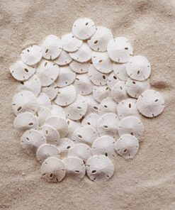 Alternative view of Tumbler Home Sand Dollars 50pcs - Under 1" Inch - Small Natural White Sand Dollar - Sea Shell for Crafts - Wedding Shells - Bulk Sand Dollars