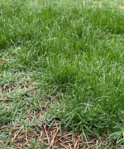 Scotts EZ Seed Dog Spot Repair Sun and Shade - 2 Lb., Mulch, Seed and Soil Amendment with Protectant and Tackifier, Repairs Pet Spots 2 lb. 1 Pack 51 A1mW3rI6RAL