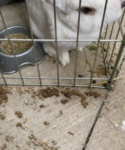 Oxbow Essentials Adult Rabbit Food - All Natural Adult Rabbit Pellets - Veterinarian Recommended- No Seeds, Fruits, or Artificial Ingredients- All Natural Vitamins & Minerals- Made in the USA- 10 lb. 10 Pound (Pack of 1) 38 A1p4jZmnrLL 1