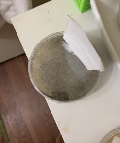 Mold Armor Do It Yourself Mold Test Kit 32 A1pPbKbBCCL