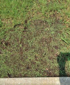 Scotts EZ Seed Patch & Repair Sun and Shade Mulch, Grass Seed, Fertilizer Combination for Bare Spots and Repair, 20 lb 20 lb. 1 Pack 55 A1poRQjN1rL 1