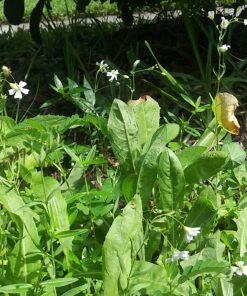 90,000 Wildflower Seeds - 3oz Pure Wild Flower Seed Pack - 25 Variety - Perennial Flower Seeds for Attracting Birds & Butterflies - Open Pollinated, Flower Garden Seeds for Planting Outdoors Perennial (3oz) 53 A1pr3egIO0L