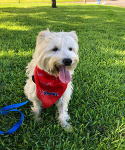 My AlphaPet Compostable Dog Poop Bags, Cornstarch Eco-Friendly, Highest EN1342 Certified, 120 Count, Large Size Bag 9x13 Inches, 8 Unscented Refill Rolls, Leak-proof, Plantbased, GM-Free Corn Unscented Green 24 A1qzPzOmqbL