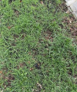 Scotts Turf Builder Grass Seed Bermudagrass, Mix for Full Sun, Built to Stand Up to Heat & Drought, 5 lbs. 5 lb. 65 A1rKqLtHM L