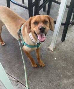 Milo's Kitchen Dog Treats, Chicken Meatballs, 18 Ounce 18 Ounce (Pack of 1) 38 A1siUizV6RL