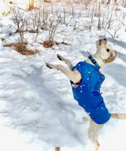 Kurgo Loft Dog Jacket, Reversible Dog Coat, Wear with Harness or Sweater, Water Resistant, Reflective, Winter Coat For Medium Dogs (Coastal Blue, M) Coastal Blue/Orange 49 A1t3S3BCYDL