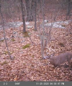 HME Economy Trail Camera Holder with 360-Degree Camera Head Compact Sturdy Design Easy Installation Versatile Compatibility 19 A1troYwLdeL