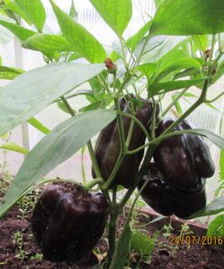 Sweet Bell Pepper Black Horse Seeds Heirloom Vegetable for Planting Giant Non GMO 30 Seeds 17 A1tzsvGL4GL