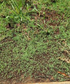 Scotts EZ Seed Patch & Repair Sun and Shade Mulch, Grass Seed, Fertilizer Combination for Bare Spots and Repair, 20 lb 20 lb. 1 Pack 56 A1u1lQERxLL 1