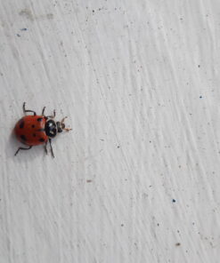 Bazos 1500 Live Ladybugs - Good Bugs - Ladybugs - Ladybugs for Garden - Guaranteed Live Delivery (1500) 22 A1w9hAa8ZoL