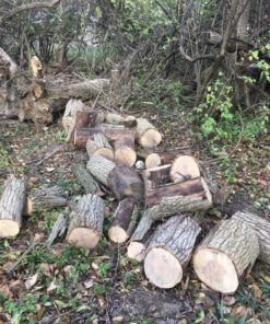 WORX WG303.1 14.5 Amp 16" Electric Chainsaw 16" 14.5Amp Electric Chainsaw 46 A1wEoC7upHL