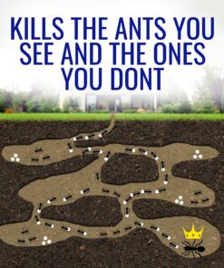 Terro T100-12 Liquid Ant Killer II, 1 oz, Pack of 1 23 A1xZiDZqXqL