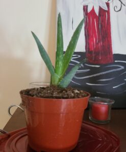 3 Different Aloe Plants - Easy to Grow/Hard to Kill! - 3" Pots 28 A1zR3T2YNhL