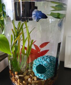 Marina Naturals Red Foreground Silk Plant – Fish Tank Decoration Mimics Live Aquarium Plants Red Small 32 B10gw5OTnjS