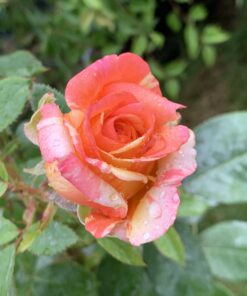 Ortho Insect Mite & Disease 3-in-1 Ready-To-Use, Aerosol, 1 gal. 128 Fl Oz (Pack of 1) 12 B10k0QgA0S