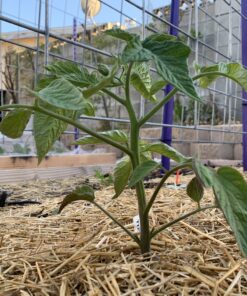 EZ Straw Seeding Mulch with Tack - Biodegradable Organic Processed Straw – 2.5 CU FT Bale (Covers up to 500 sq. ft.), Multi 37 B11uR4JyE3S