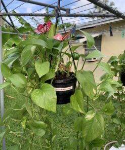 Teenitor 40 Pcs Butterfly Stakes, 5 Different Size Garden Ornaments Patio Decor Butterfly Party Supplies Outdoor Yard Stakes Decorative 1 1.7/2.7/3.5/4.8/5.9inch 42 B12S2VLxWRS