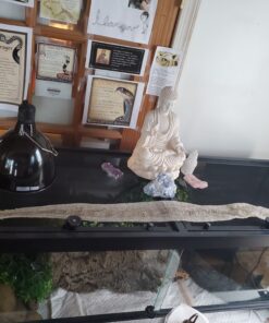 Inkbird Digital Pre-Wired Outlet Dual Stage Humidity Controller IHC-200 for Mushroom Ventilator Fan Crawl Space Curing Meat Grow Room Tent Humidifier Dehumidifier. 51 B13f6UcNehS