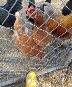 Sloggers Waterproof Garden Rain Boots for Women - Cute Mid-Calf Mud & Muck Boots with Premium Comfort Support Insole 6 Chickens Daffodil Yellow 24 B13ohSIknS