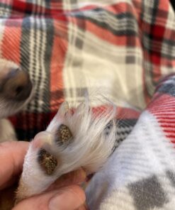 Natural Dog Company Paw Soother Balm, 2 oz. Tin, Dog Paw Cream and Lotion, Moisturizes & Soothes Irritated Paws & Elbows, Protects from Cracks & Wounds 2oz Tin 40 B14o29LK4VS