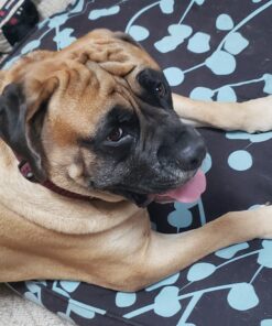 Molly Mutt Huge Dog Bed Cover - Your Hand in Mine Print - Measures 36”x45”x5’’ - 100% Cotton - Durable - Breathable - Sustainable - Machine Washable Dog Bed Cover 26 B15hcZDYywS