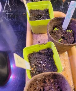 Culinary Herb Seeds Variety Pack - Outdoor & Indoor Herb Garden Kit - 10 Non-GMO Herb Garden Seeds for Planting & Book - Basil Seeds, Dill Seeds, Rosemary Seeds, Thyme Seeds, & More 37 B16m2qlvTqS