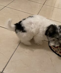 Purina Pro Plan High Protein Dry Puppy Food, Chicken and Rice Formula - 6 lb. Bag Chicken & Rice 31 B16rwvOSn6S