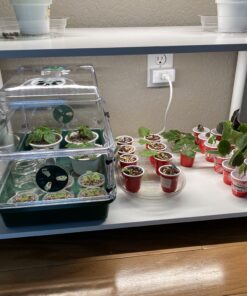 EarlyGrow 93763 Medium Seed and Herb Domed Propagator with Vented Side Height Extension, Extender, Green Medium with Side Extender 61 B17Otog3JS