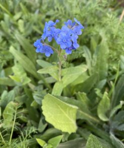 Seed Needs, Large 2.1 Ounce Package of 30,000+ Dazzling Blue Wildflower Seeds for Planting (99% Pure Live Seed Butterfly Attracting Wildflower Mixture - NO Filler) - Bulk 46 B19aPWu3BzS