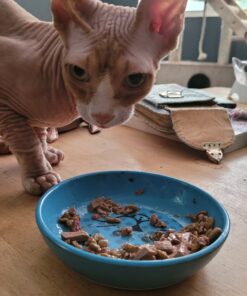 Purina Cat Chow Naturals With Added Vitamins, Minerals and Nutrients Dry Cat Food, Naturals Original - 13 lb. Bag Chicken & Salmon 13.00 Pound (Pack of 1) 41 B19auzvWNQS