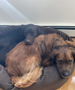 Majestic Pet 40 Inch Suede Calming Dog Bed Washable – Cozy Soft Round Dog Bed with Spine Support for Dogs to Rest their Head - Fluffy Donut Dog Bed 40x29x9 (Inch) - Round Pet Bed Large – Chocolate 40 in. 32 B1AVmMxyAcS