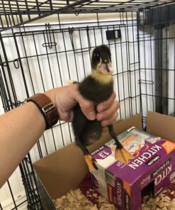 K&H Pet Products Thermo-Peep Heated Pad Tan Petite 9 X 12 Inches 40 B1B90UsWkRS 1