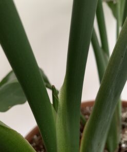 Jobe’s 05101, Fertilizer Spikes, For Fern & Palm, 30 Spikes 32 B1BDSD37FiS