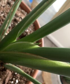 Jobe’s 05101, Fertilizer Spikes, For Fern & Palm, 30 Spikes 33 B1BoK92pLsS