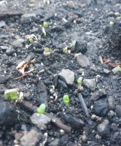 Seed Needs, Large 2.1 Ounce Package of 30,000+ Dazzling Blue Wildflower Seeds for Planting (99% Pure Live Seed Butterfly Attracting Wildflower Mixture - NO Filler) - Bulk 34 B1Cg6nG39JS