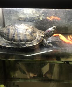 OASIS #64226 Turtle Ramp - Large 16-Inch by 11-Inch by 4-1/2-Inch, Black 47 B1DHovk0ayS