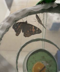 Insect Lore 5 Live Caterpillars Cup of Caterpillars Butterfly Kit Refill - Plus Butterfly Life Cycle Stages Toy Figurines - Shipped Now 66 B1DoKV0g1QS