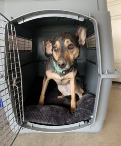 Petmate Sky Kennel, 36 Inch, IATA Compliant Dog Crate for Pets 50-70lbs, Made in USA Kennel Only 77 B1EBBcYbjwS