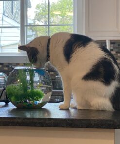 Koller Products Panaview 1-Gallon Globe Fish Bowl (BL10RFFP) 22 B1EbIvkhZiS