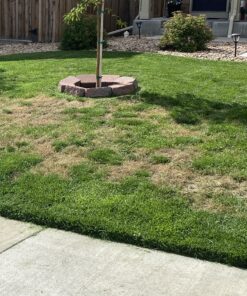 Lawnlift Ultra Concentrated (Green) Grass Paint 16oz. = 1.375 Gallons of Product. 50 B1EdoI72ysS