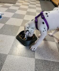 Purina Pro Plan High Protein Dry Puppy Food, Chicken and Rice Formula - 6 lb. Bag Chicken & Rice 29 B1Evi1JlMS