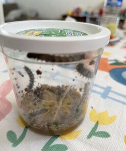 Insect Lore 5 Live Caterpillars Cup of Caterpillars Butterfly Kit Refill - Plus Butterfly Life Cycle Stages Toy Figurines - Shipped Now 67 B1FDoZ5jqJS