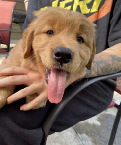 LorAnn Hot Cinnamon Super Strength Flavor, 1 ounce flavor 1 Fl Oz (Pack of 1) 7 B1HF5UjOlS