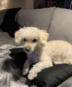 Maxshop Dog Grooming Kit, Low Noise Rechargeable Dogs Shaver Clippers Electric Quiet Dog Hair Trimmer for Dogs and Cats with Comb Guides Scissors Nail Kits (Gold Black) Gold Black 71 B1JAN1yuvS