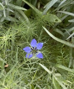 Seed Needs, Large 2.1 Ounce Package of 30,000+ Dazzling Blue Wildflower Seeds for Planting (99% Pure Live Seed Butterfly Attracting Wildflower Mixture - NO Filler) - Bulk 47 B1JY3z92zXS