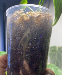 Plant Revolution PRPSGW01 Premium White Mycorrhizae, 1 oz, 1 Ounce, Gray 40 B1JduXGnQiS