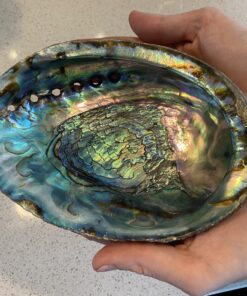 Hand Selected Abalone Shell, 6 Inches or Larger. Perfect for Holding Incense, Trinkets, and More 35 B1KSa5YrtpS