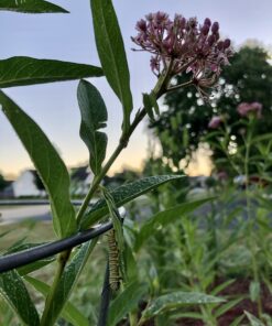 Seed Needs, Pink Swamp Milkweed Seeds for Planting (Asclepias incarnata) Heirloom, Open Pollinated & Untreated, Attracts Monarch Butterflies (2 Packs) 2 Packs (200 Seeds) 29 B1KXQU9H8qS 1