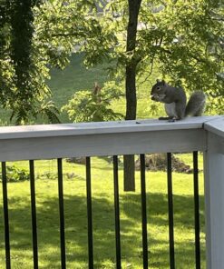 Hampton Farms - USA Grown All-Natural - Fancy Roasted In-Shell Unsalted Peanuts - 5 lb. Bag Basic pack 36 B1Ki4tTvv6S